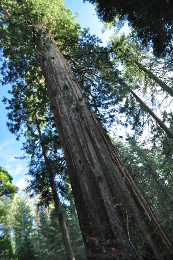 Os pinheiros ficam pequenos perto de uma enorme sequoia no Yosemite National Park, na Califórnia, nos Estados Unidos